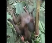 Hot Nasty Raw Hard African Jungle Fucking!! from african jungle sex @pan desi