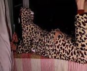 domestic leopard shows his pussy from @myshipin domestic play