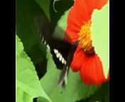 Butterfly from mariposa elena