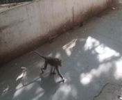 Monkey climber from monakey