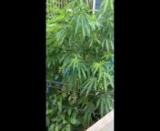 Outdoor 2023 cannabis grow from gerehu secondary cultural show 2023